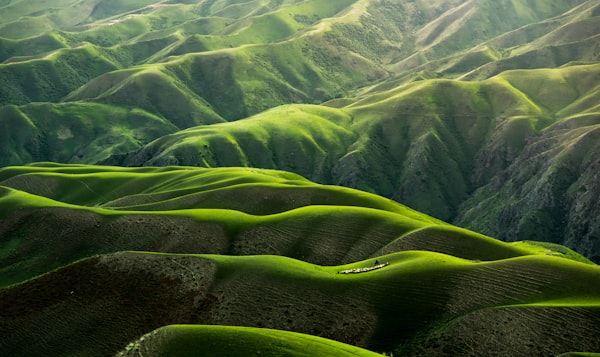 Darjeeling Hills 114